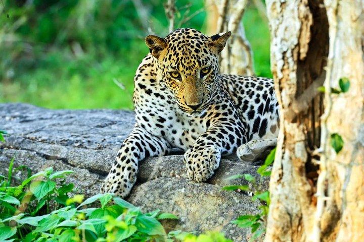 All Inclusive Leopard Nest Treehouse Safari in Yala