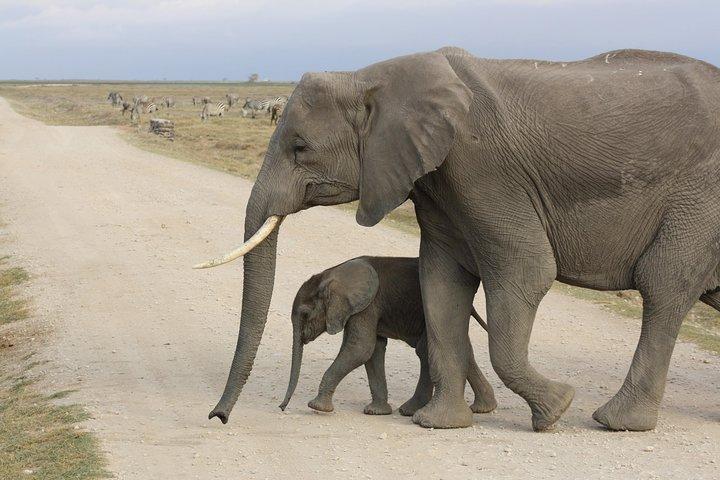 Exclusive Day tour to Amboseli