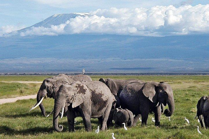 Exclusive Day tour to Amboseli