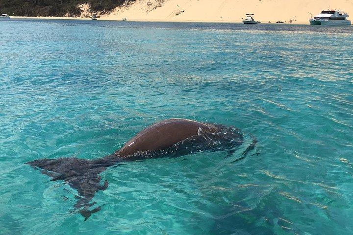 Moreton Island Eco Marine Safari Cruise and Snorkel