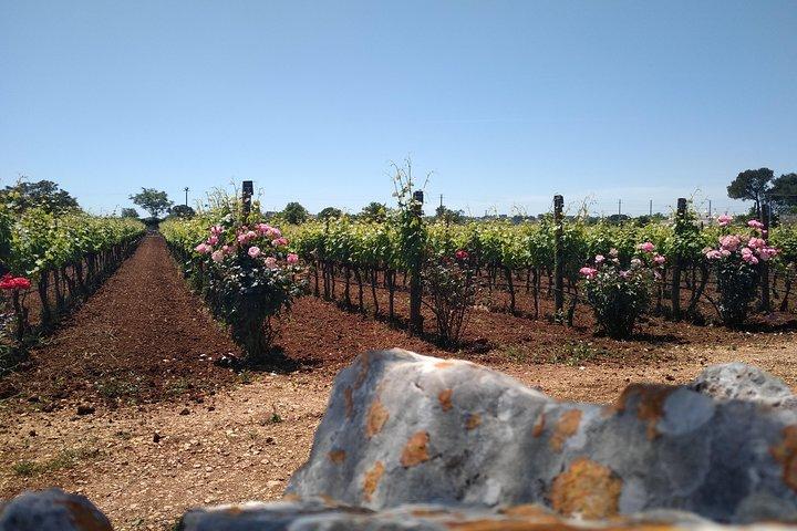 Ebike tours: Alberobello and the wines of Valle d'Itria