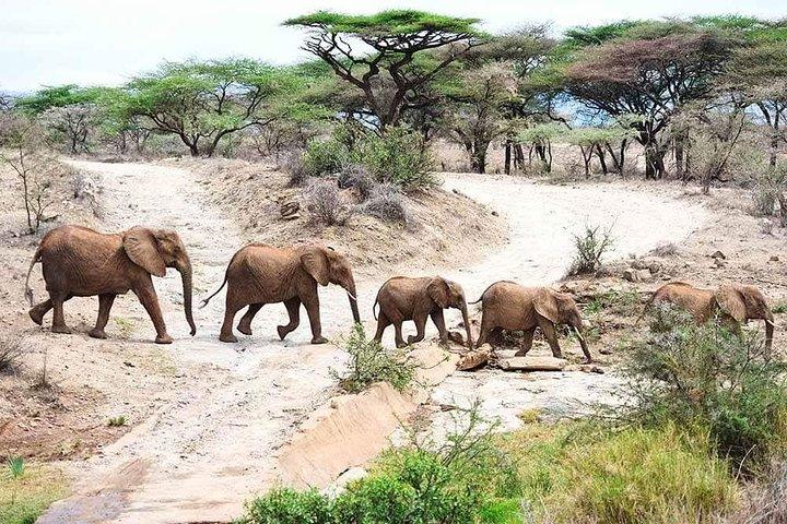 3 Days / 2 Nights join group safari (Serengeti National park)