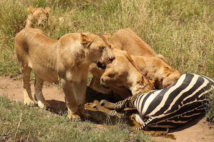 2 Days / 1 Night Tanzania Safari Tour