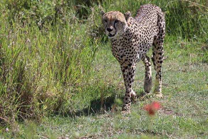 2 Days / 1 Night Tanzania Safari Tour