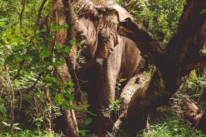 Erawan Waterfall and Elephant Care: Private Tour to Kanchanabur