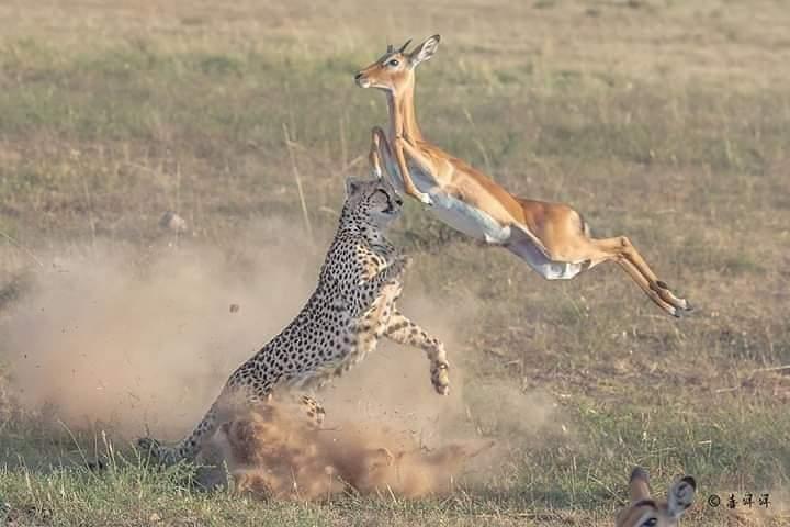 3 Days / 2 Nights join group safari (Serengeti National park)