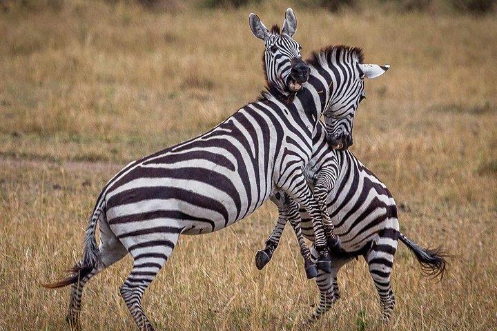 3 Days / 2 Nights join group safari (Serengeti National park)