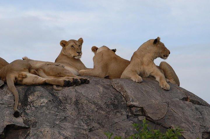 4 Days / 3 Nights Join group safari