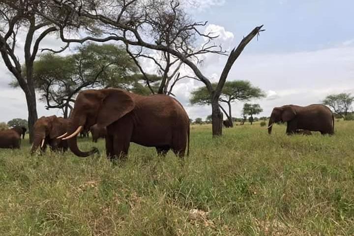 6 Days Big Five Tanzania Wildlife Safari