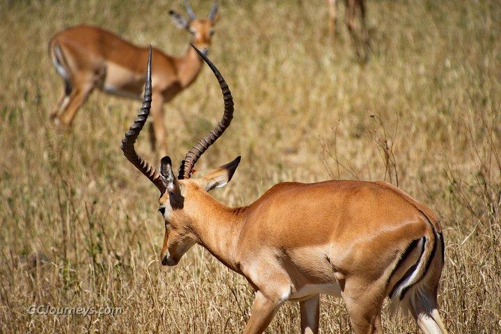 5 Days / 4 Nights Join group safari