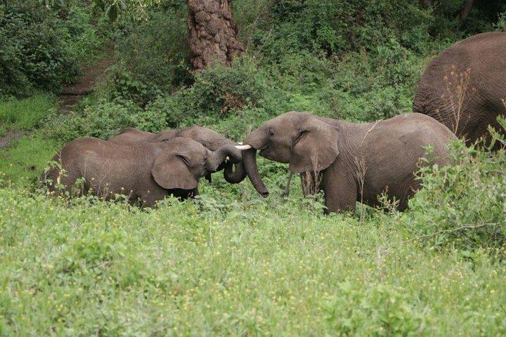 5 Days / 4 Nights Join group safari