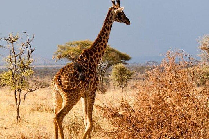 6 Days / 5 Nights Join group safari