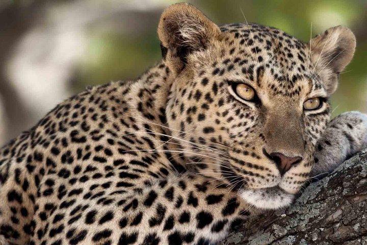 6 Days / 5 Nights Join group safari