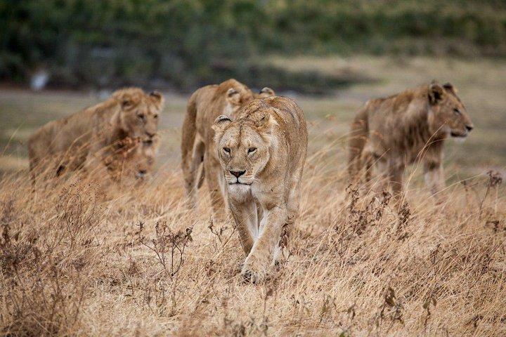 13 days/ 12 days Private group safari.
