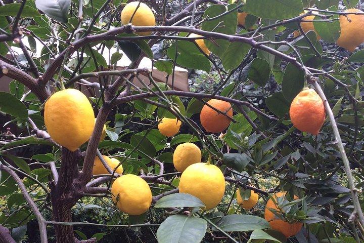 Secret Gardens of London Private Tour