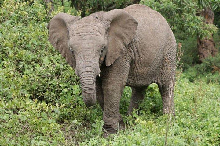 7 Days / 6 Nights Join group Safari