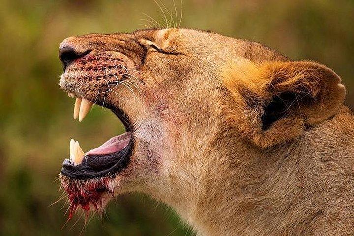 7 days lodge safaris