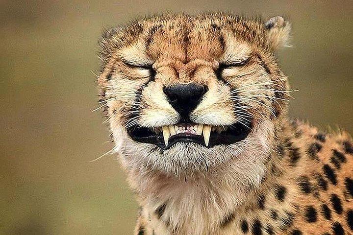 7 days lodge safaris