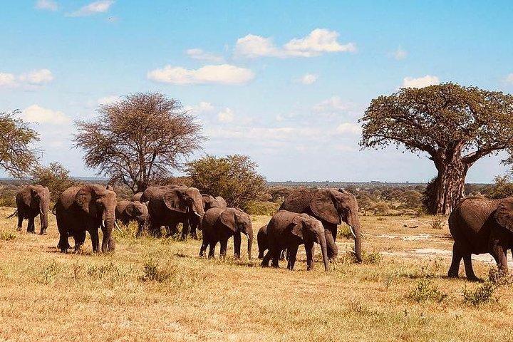 6 Days Tanzania Game drive camping Safari