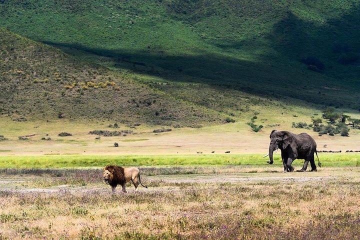 7 days migration safaris -lodge