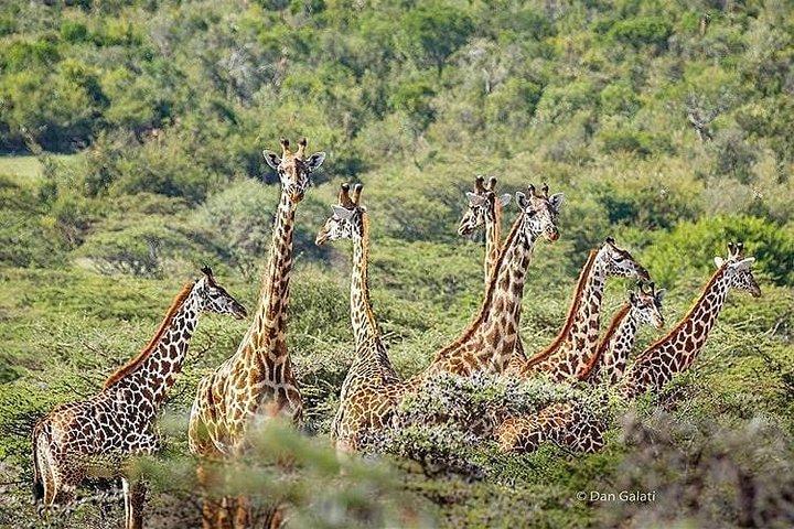6 Days lodge safaris