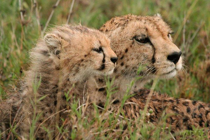 Day Tour: Ngorongoro Conservation Area