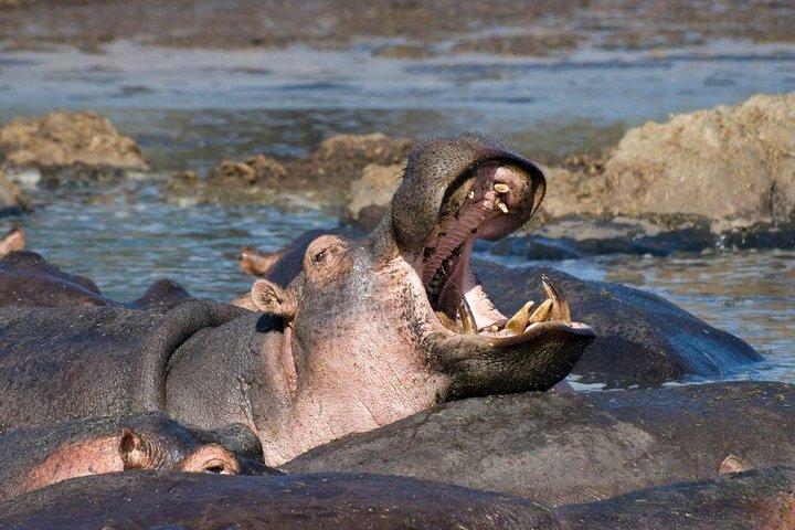 Day Tour: Ngorongoro Conservation Area