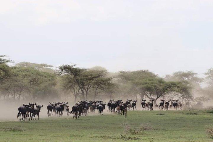 The Great 5 Days Tanzania Expedition