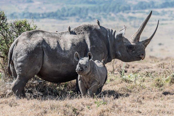 The Great 5 Days Tanzania Expedition