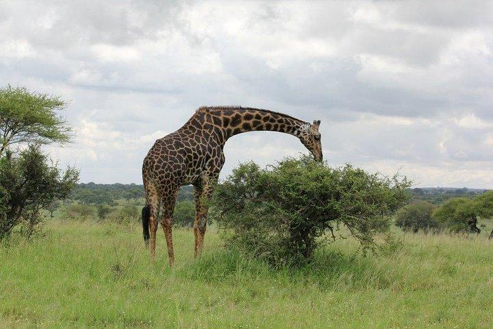 5 Days / 4 Nights Join group safari