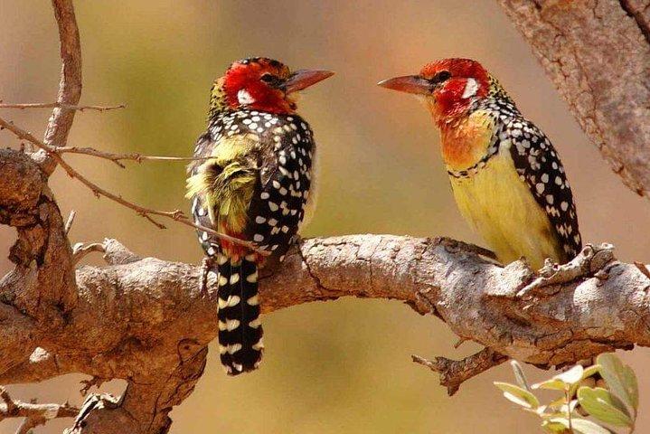 Tanzania Safari Join Group