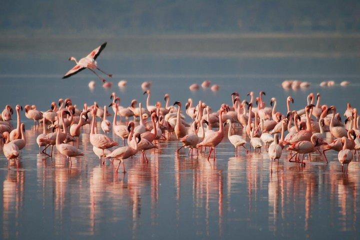 9 Days / 8 Nights Join group Safari