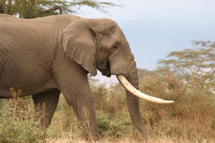 10 Days / 9 Nights Join group safari