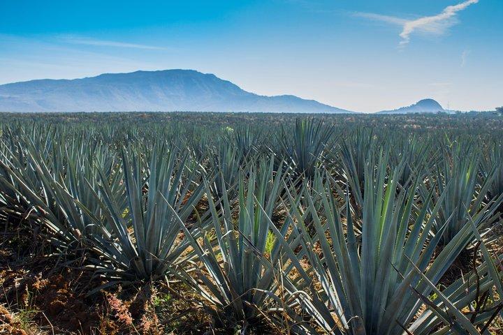 José Cuervo Tequila Day Experience from Guadalajara