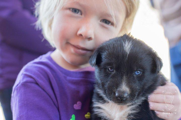 Sled Dog Adventure and Pan for Gold in the Yukon