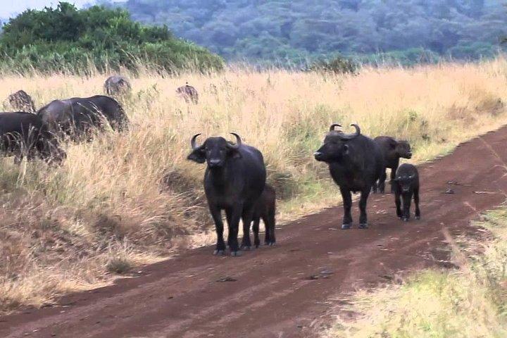 Lake Nakuru National Park day tour from Nairobi