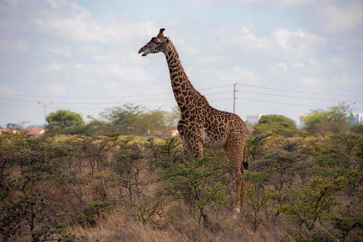 Nairobi national park Safari for Lay-Overs