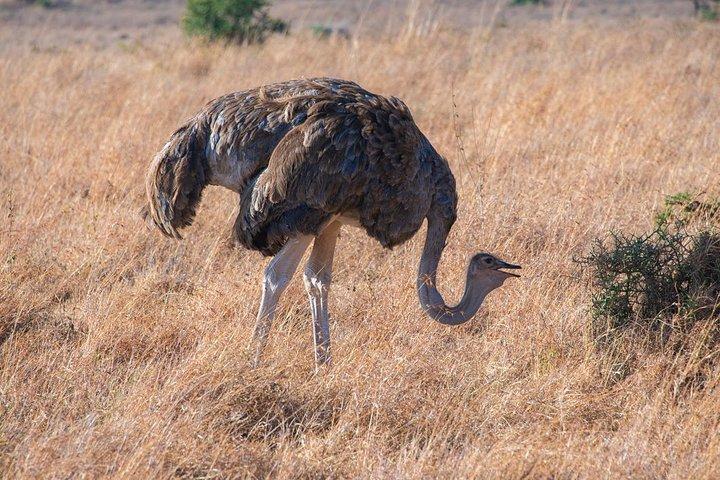 Nairobi National Park/elephant Sanctuary/giraffe Centre & Lunch At Carnivore