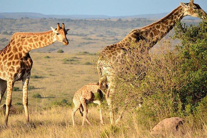 Safari Game Drive & Rhino Walks In The Mosi-oa-Tunya National Park