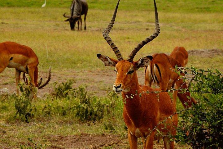 Lake Nakuru park/LakeNaivasha boat ride Riftvalley Day trip