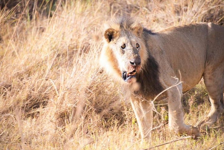 6.a.m. To 11.a.m Nairobi National Park Game Drive