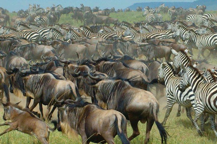 11 Days / 10 Nights Join group safari