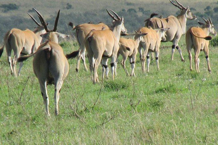 3 days Masai Mara