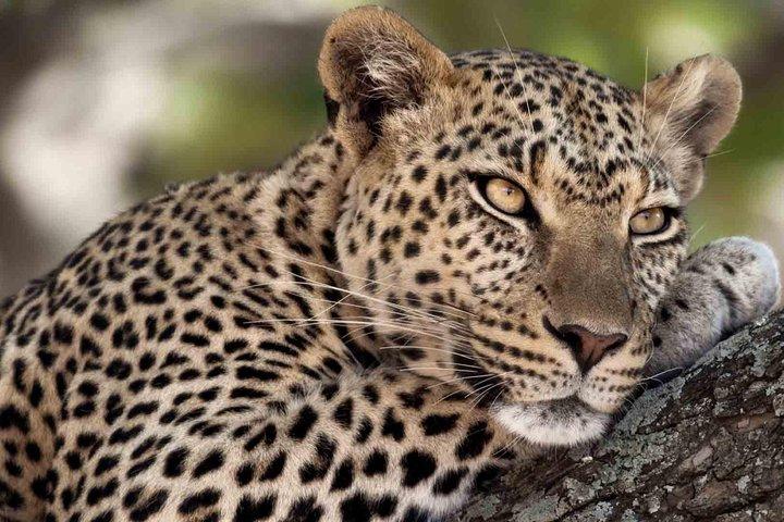 12 Days / 11 Nights Private group safari
