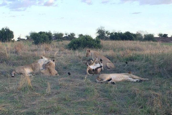 3 days Masai Mara
