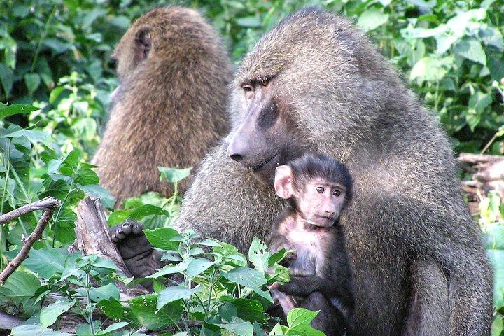13 days/ 12 days Private group safari.