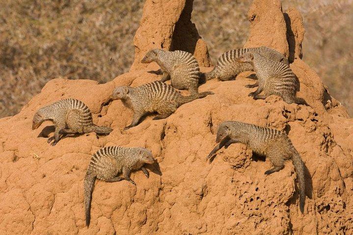 13 days/ 12 days Private group safari.