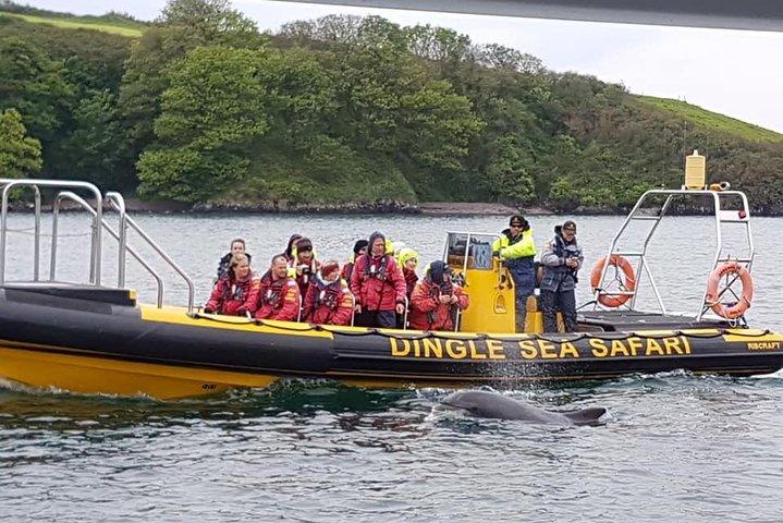 Exhilarating Rib experience - Dingle sea safari