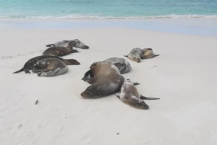 Private Santa Cruz Tour | Tortuga Bay Beach & Darwin Station