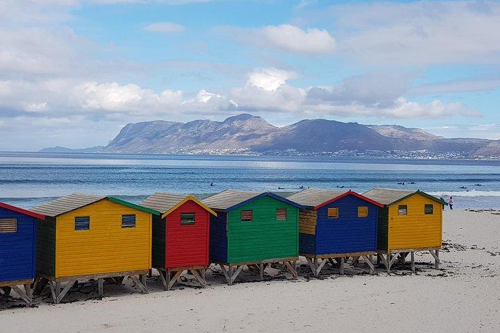 Private Tour Of Penguins, Cape Of Good Hope & Peninsula.